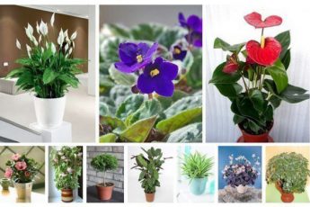 10 растений, для создания счастья и любви