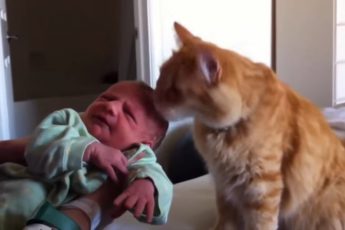 Первая встреча младенца и кошки! Посмотрите, как много нежности в этом видео