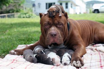 15 семейных собак, которые гордятся своими замечательными детками