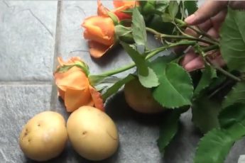 Хотите вырастить розы из букета? Посадите их в картошку!