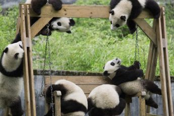 Оказывается есть детский сад для панд