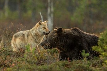 Как фотограф из Финляндии нашел удивительную парочку друзей: волка и медведя