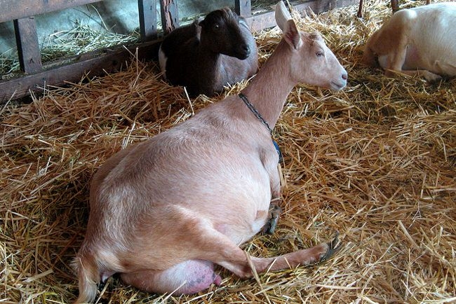 Определить беременность козы