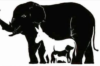 Сколько животных вы видите на изображении?