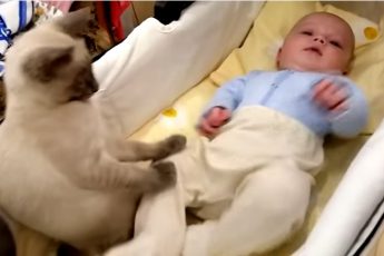 Кошка-няня пришла на помощь малышу