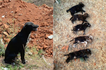 Жестокая женщина убила 8 щенят на глазах у их матери!