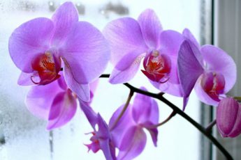 Тайна орхидеи или Для чего орхидея необходима в доме