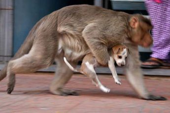 Эта обезьяна приютила щенка и теперь защищает его от бродячих собак и позволяет ему есть первым