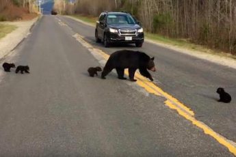 Во время подоспевшим полицейским удалось спасти медвежонка